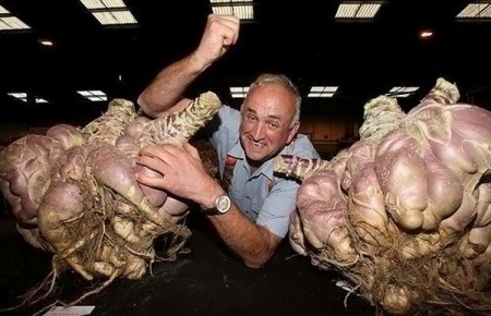 Забавный урожай собрали