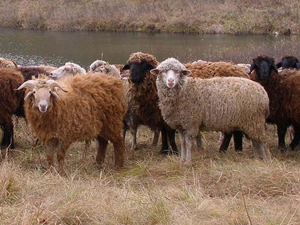 Овца как источник животного белка