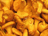 Не только ядовитые грибы приводят к отравлениям